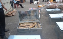 Khởi tố vụ 2 tấn ngà voi qua cảng Tiên Sa