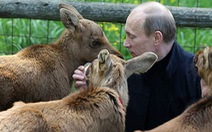 Chùm ảnh Tổng thống Putin cưng nựng động vật