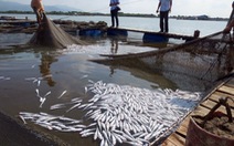Họp khẩn bàn vụ ngư dân mang cá chết lên UBND tỉnh