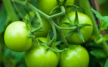 Cà chua xanh và vỏ táo giúp giảm teo cơ ở người già?