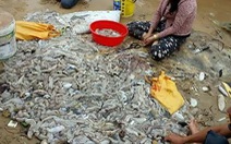 Hàng ngàn con hải sâm dạt vào bờ biển Phú Quốc