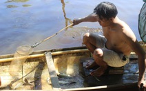 Cá chết cả tạ trên sông Vĩnh Định