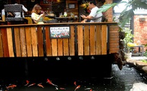 ​Độc đáo quán cafe cá Koi “khủng” ở Sài Gòn