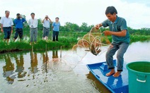 ​Nuôi tôm hiệu quả hơn nhờ luân canh