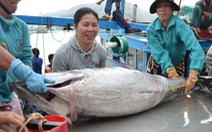 “Trúng” cá ngừ đại dương cuối vụ
