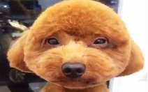 Chó bí xị khi cắt tóc dẫn đầu 10 clip nóng Facebook