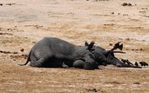 Giết 14 con voi ở công viên quốc gia Zimbabwe để lấy ngà