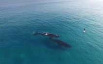 2 triệu người xem video cá voi làm quen người đi ván trên biển