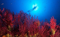 Nước biển nóng bí ẩn khiến san hô trắng trên toàn cầu