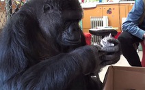 Khỉ đột 44 tuổi nhận mèo làm con nuôi