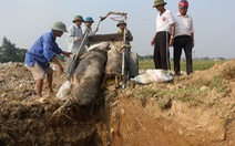 Nghệ An: tiêu hủy 120 con heo vì bùng phát dịch tai xanh