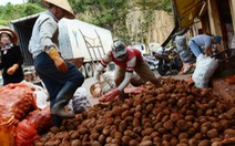 ​Cấm nhập khoai tây Trung Quốc về chợ nông sản Đà Lạt