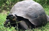 ​Phát hiện loài rùa khổng lồ mới trên đảo Galapagos