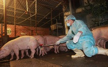 Hà Nội: kiểm tra chất cấm trong chăn nuôi