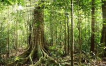 ​OECD: Brazil là nước có tốc độ phá rừng cao nhất thế giới
