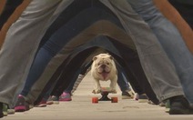 ​Xem video chú chó đi ván trượt lập kỷ lục thế giới