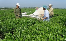 ​Chè Lâm Đồng đạt tiêu chuẩn đáp ứng yêu cầu xuất khẩu