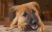 ​Nga tặng Pháp chó con thay thế “anh hùng” Diesel