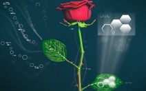 Tạo ra "hoa hồng điện tử" đầu tiên thế giới