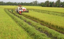 Thương lái thu gom gạo xuất khẩu, chỉ số giá lương thực tăng 0,31%