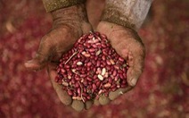 ​Các nước Trung Mỹ thử nghiệm giống đậu lai chịu được hạn hán