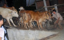 Cảnh báo bò Ấn nhập lậu theo đường bộ