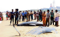 Động đất Indonesia khiến cả trăm cá voi mắc cạn ở Ấn Độ?