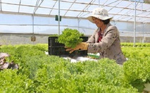 ​300.000 tấn rau xanh Đà Lạt sẵn sàng phục vụ thị trường Tết