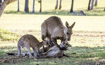 ​Bức ảnh tình mẫu tử của kangaroo gây xúc động