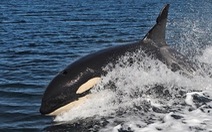 ​Hóa chất độc hại khiến loài cá voi sát thủ có nguy cơ tuyệt chủng