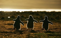 Chùm ảnh, video chim cánh cụt dễ thương ơi là dễ thương