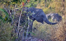​Khởi động kế hoạch khẩn cấp bảo tồn voi rừng Yok Đôn