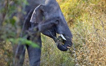 Liên tiếp phát hiện nhiều đàn voi rừng ở Đắk Lắk