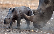 ​Gần 1.200 con tê giác bị những kẻ săn trộm giết hại trong 2015
