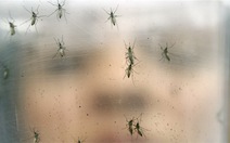 Những điều cần biết về virút Zika