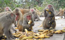 Chuyện loài khỉ ở đảo Rều