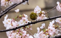 Nhật đề nghị trồng tặng Hà Nội 200 cây hoa anh đào