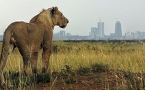 4 sư tử xổng chuồng ở thủ đô, Kenya điều trực thăng tìm