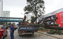 Chủ tịch Hà Nội yêu cầu cử người đi "du học" quản lý cây xanh