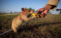 ​Campuchia dùng chuột để dò phá bom mìn