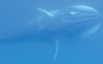 Loài cá voi bí ẩn nhất thế giới lần đầu lộ diện