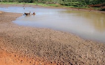 Nước nhiễm mặn,  gần 20.000 con bò khốn khổ