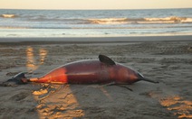 ​Hàng chục cá heo chết bất thường trên bờ biển ​Argentina