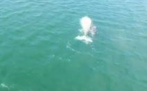 Video mẹ con cá voi bạch tạng cực hiếm trên biển Mexico