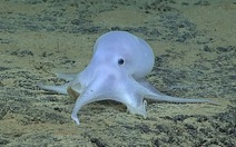 Tìm thấy bạch tuộc "ma" kỳ lạ gần Hawaii