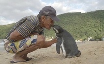 ​Chú chim cánh cụt mỗi năm vượt 8.000km thăm người cứu mạng