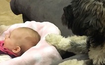 Video chó đưa nôi cho em bé ngủ