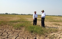Tiền Giang cứu được 27.000 ha lúa từ hạn, mặn