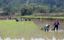 ​Các tỉnh phía Bắc tập trung sản xuất vụ Đông Xuân