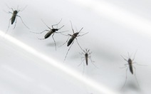 Lập 8 đoàn kiểm tra phòng chống dịch do virút zika